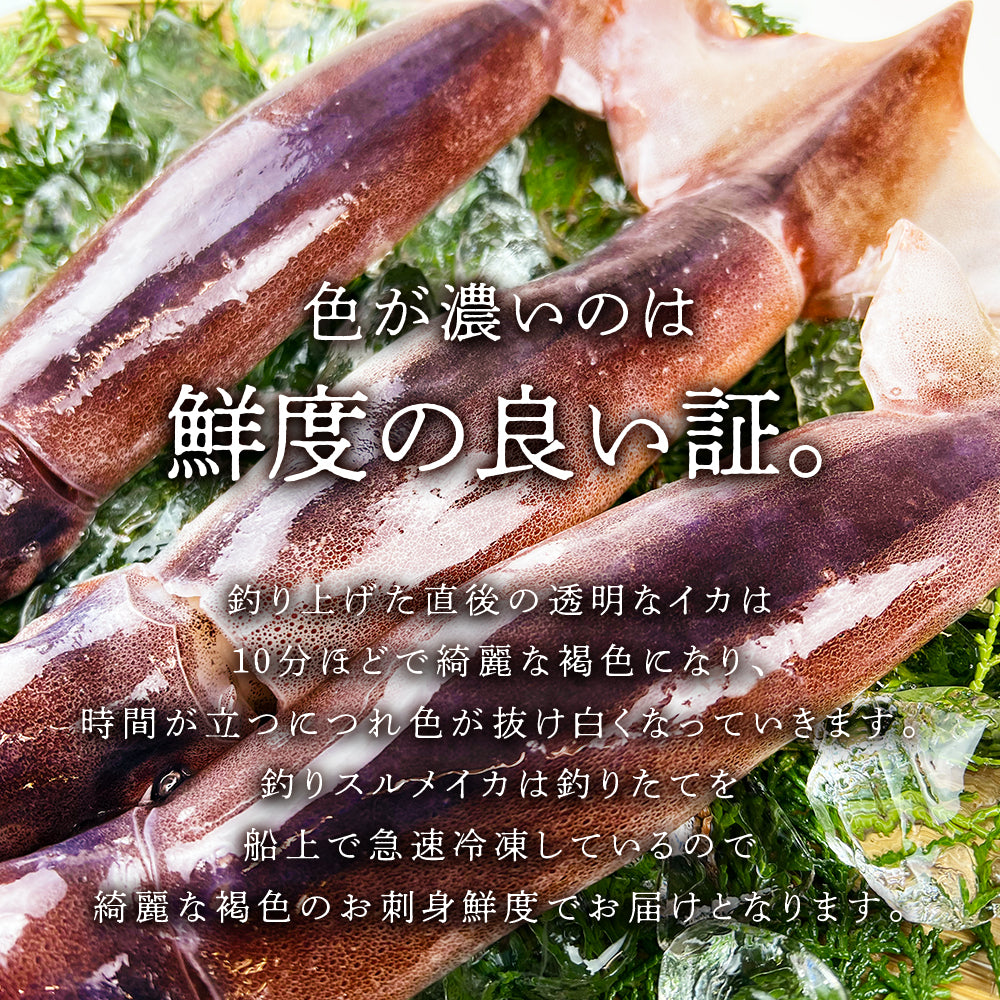 (a014-01) いかの街 八戸港産 船凍スルメイカ 4～6杯 (約1.3kg)